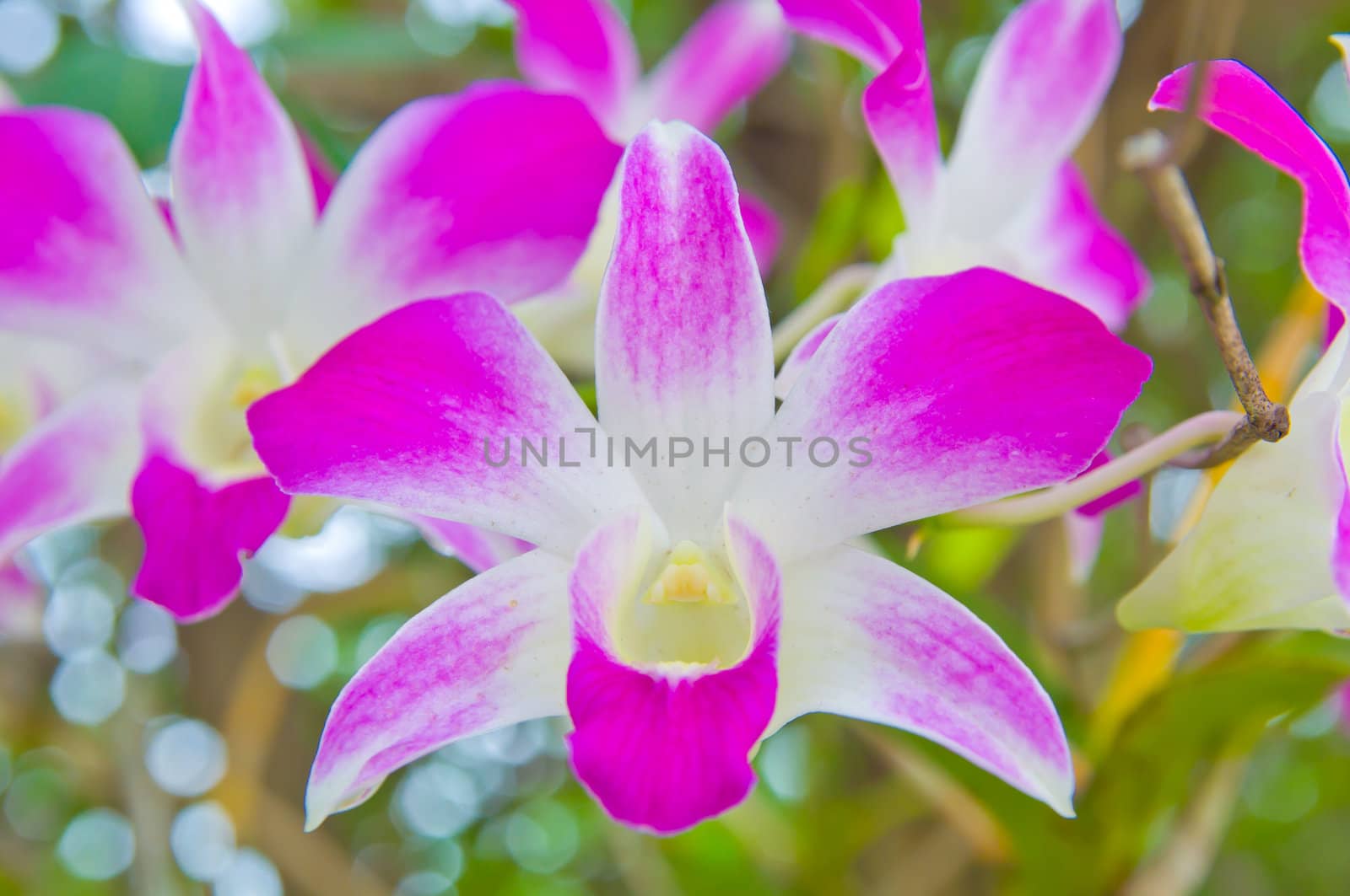 orchid by swingvoodoo
