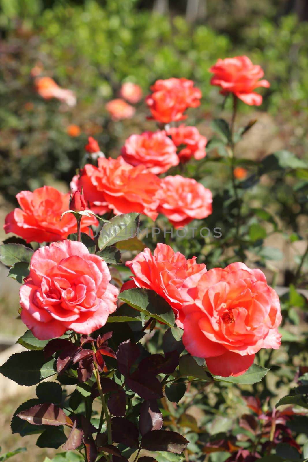 beautiful bush of red roses 
 by rufous