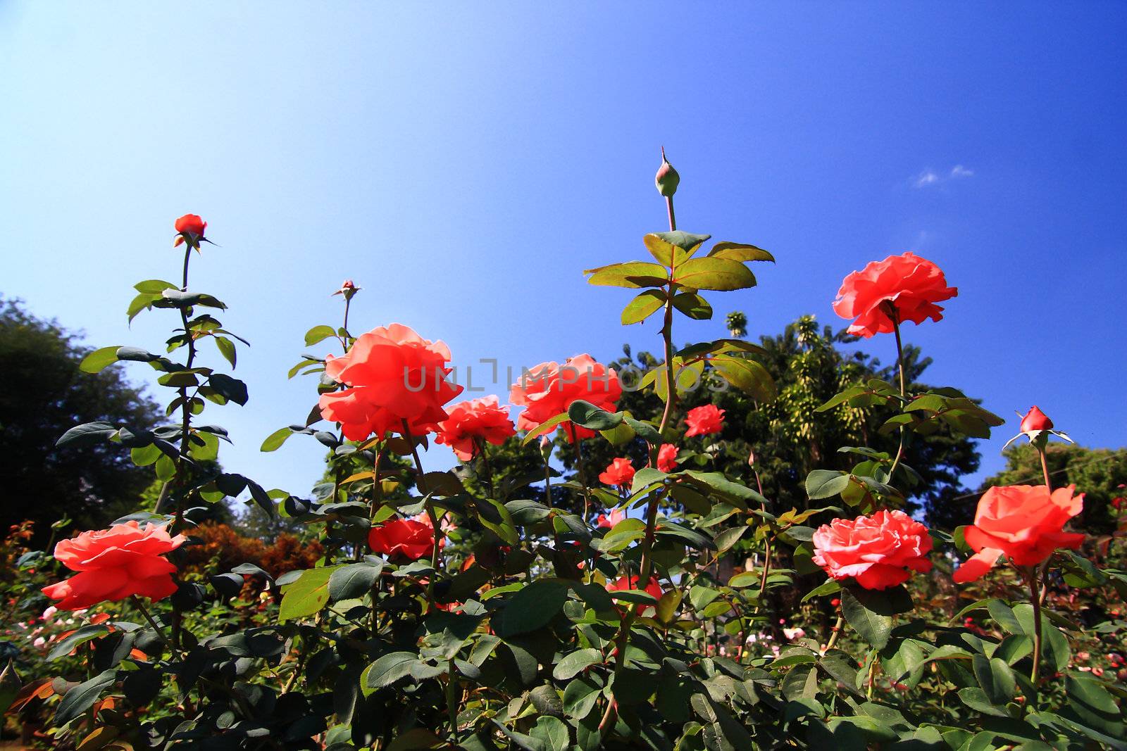 beautiful bush of red roses by rufous