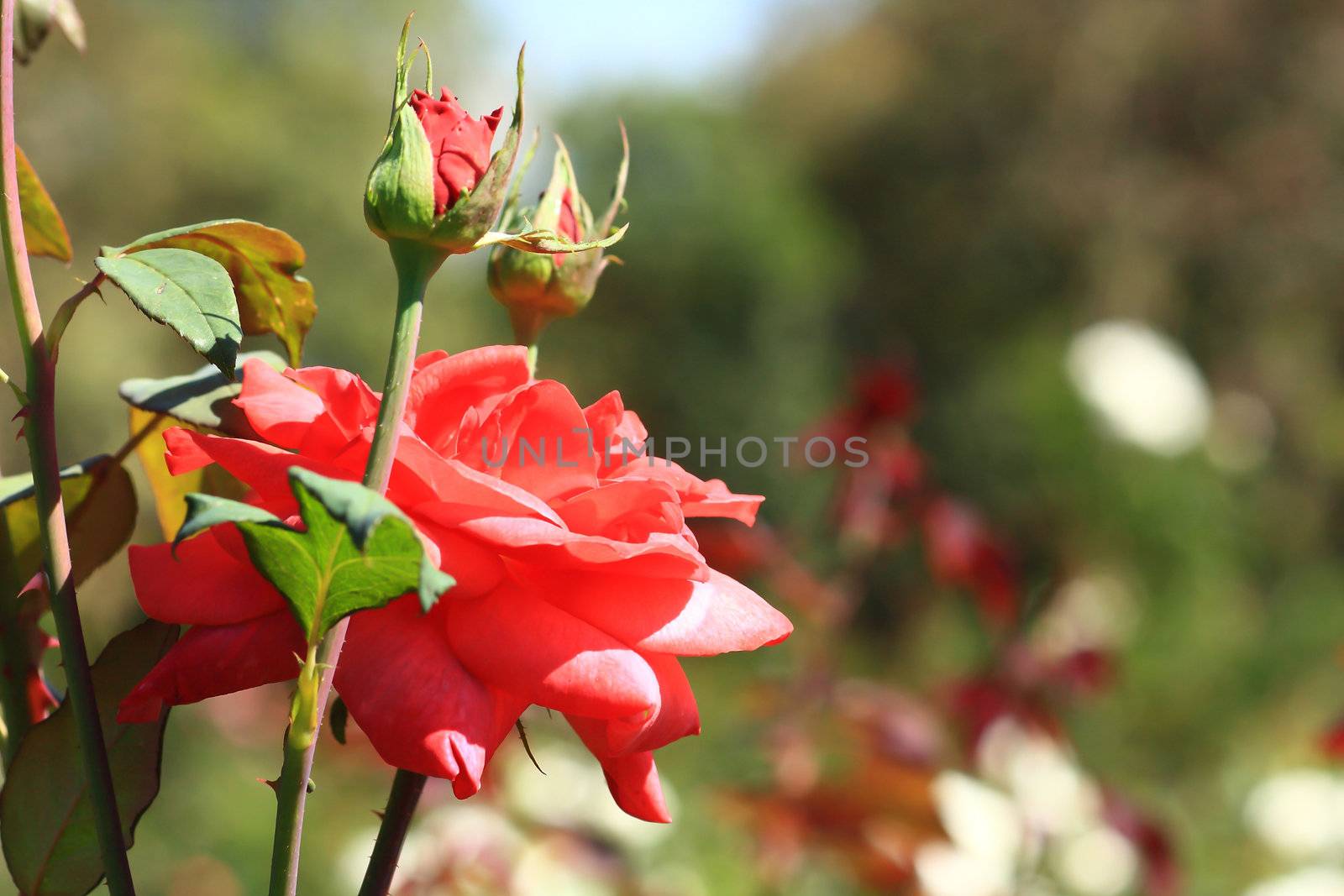 Roses in garden 
 by rufous