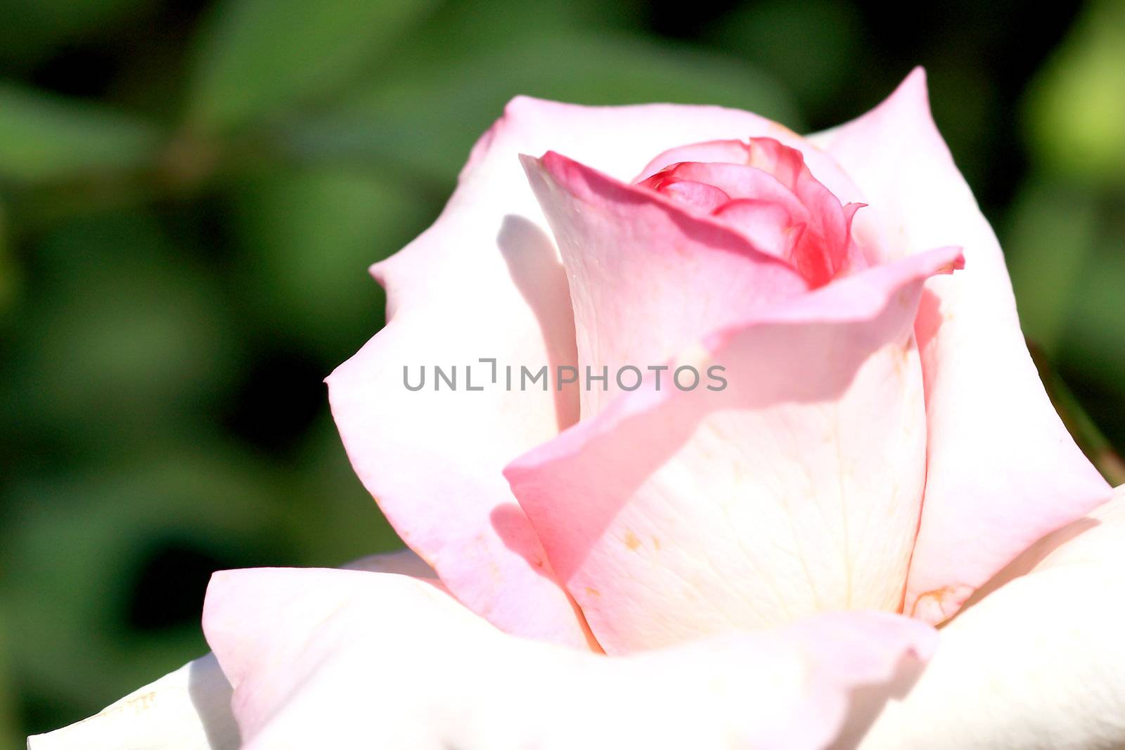 Roses in garden 
 by rufous