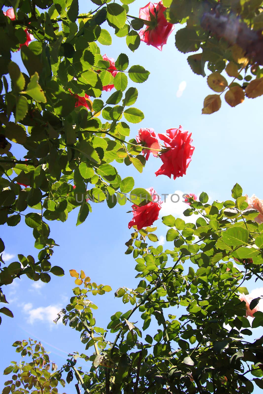 Roses in garden