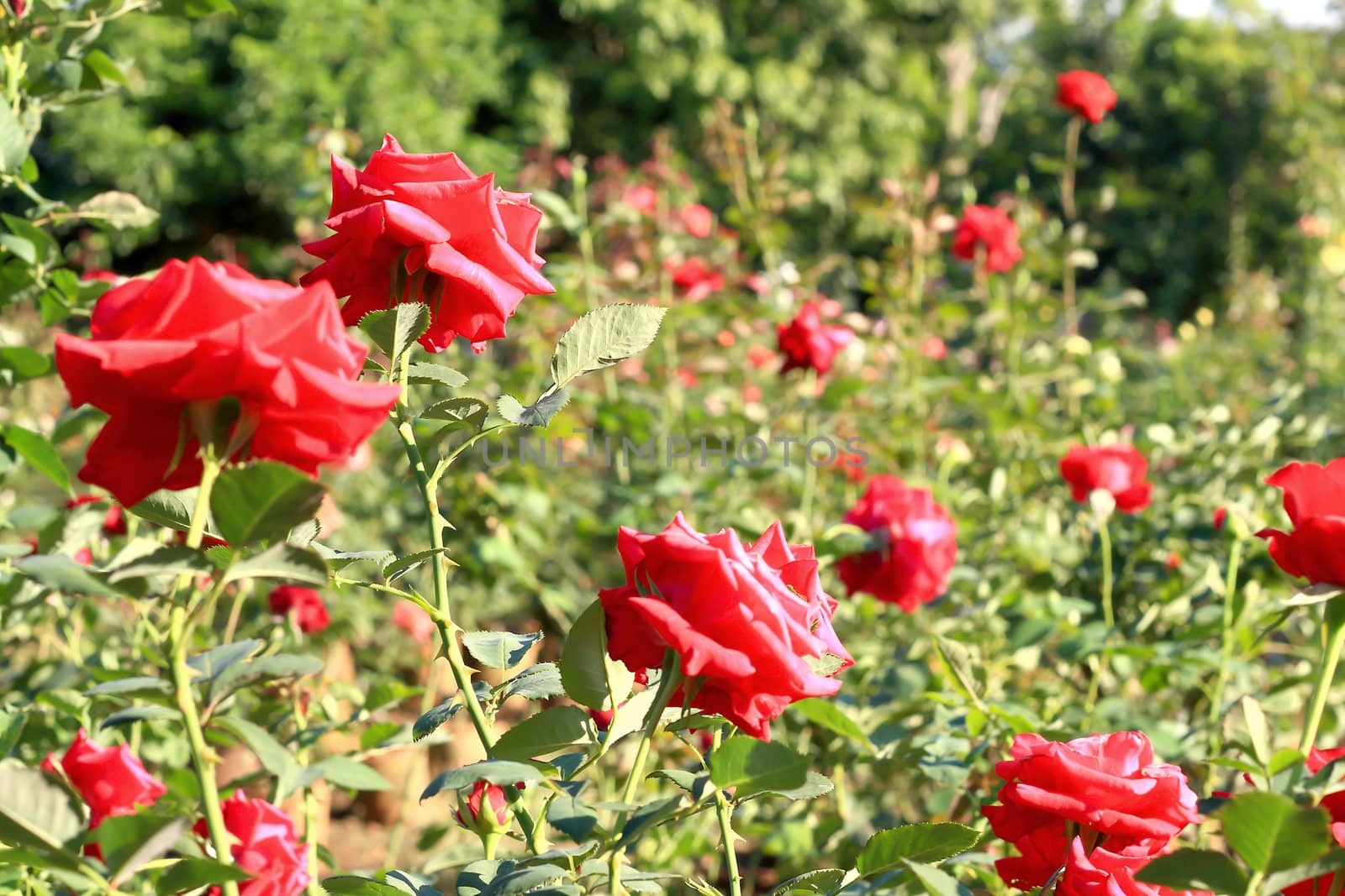 Roses in garden 
 by rufous