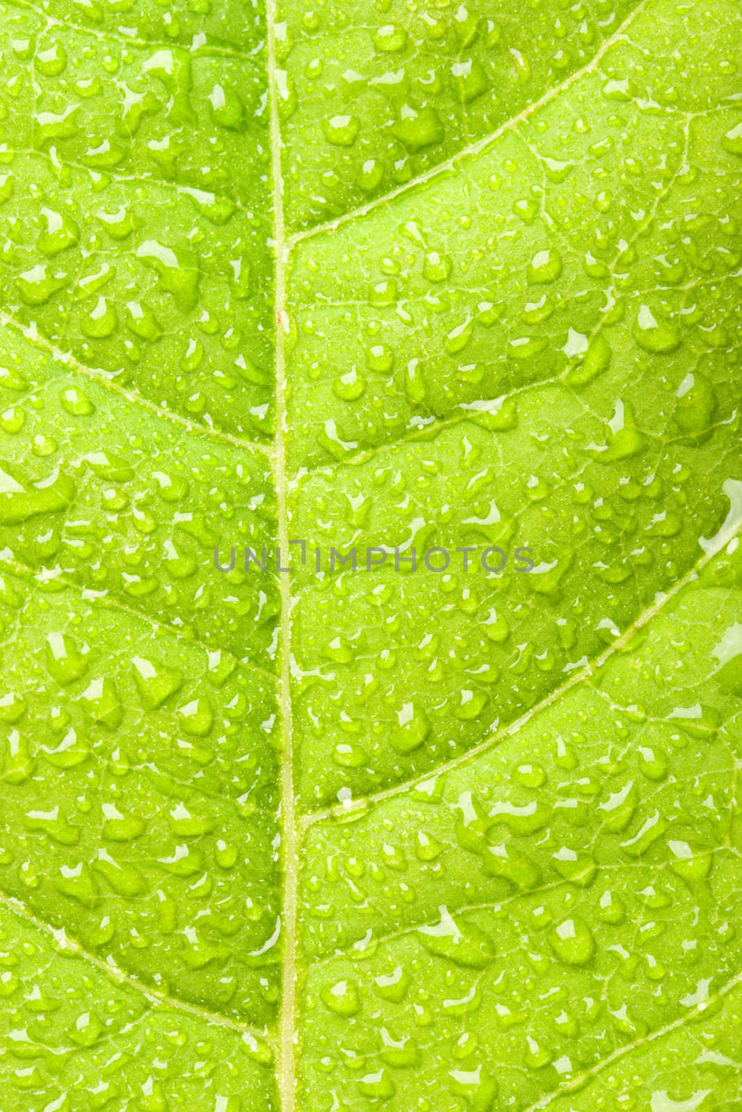Green leaf with water droplets by dimol