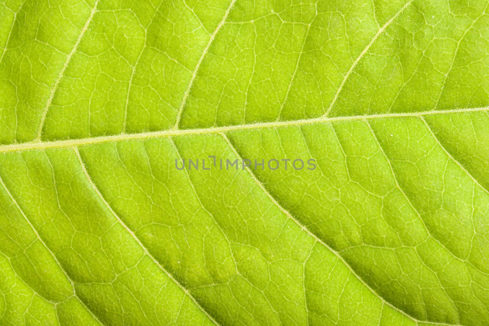 Green leaf close up