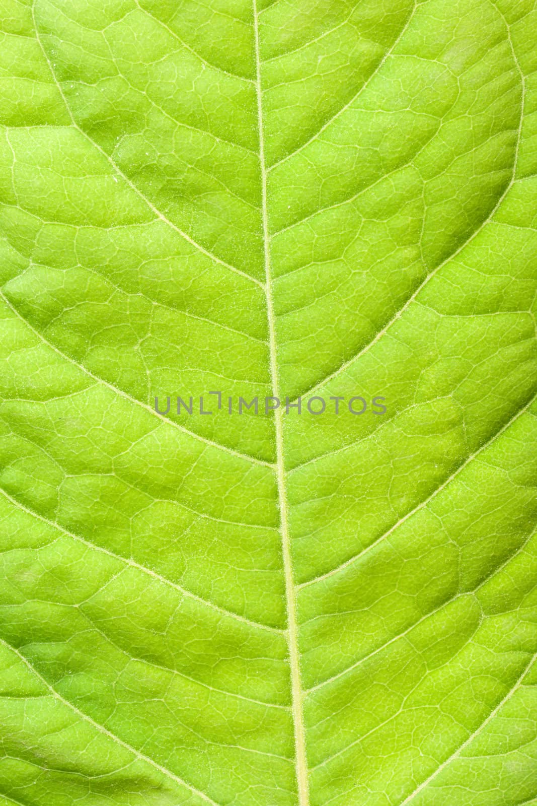 Green leaf close up by dimol