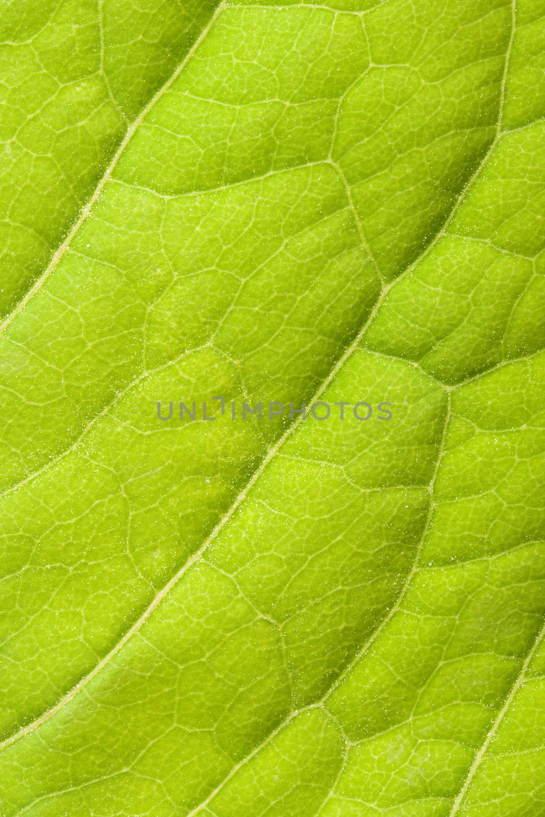 Green leaf close up by dimol