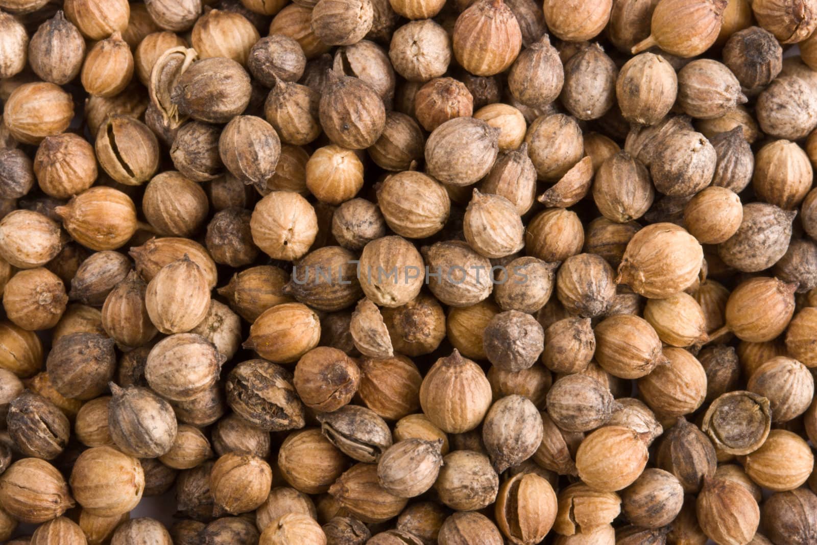 Pile of coriander close up