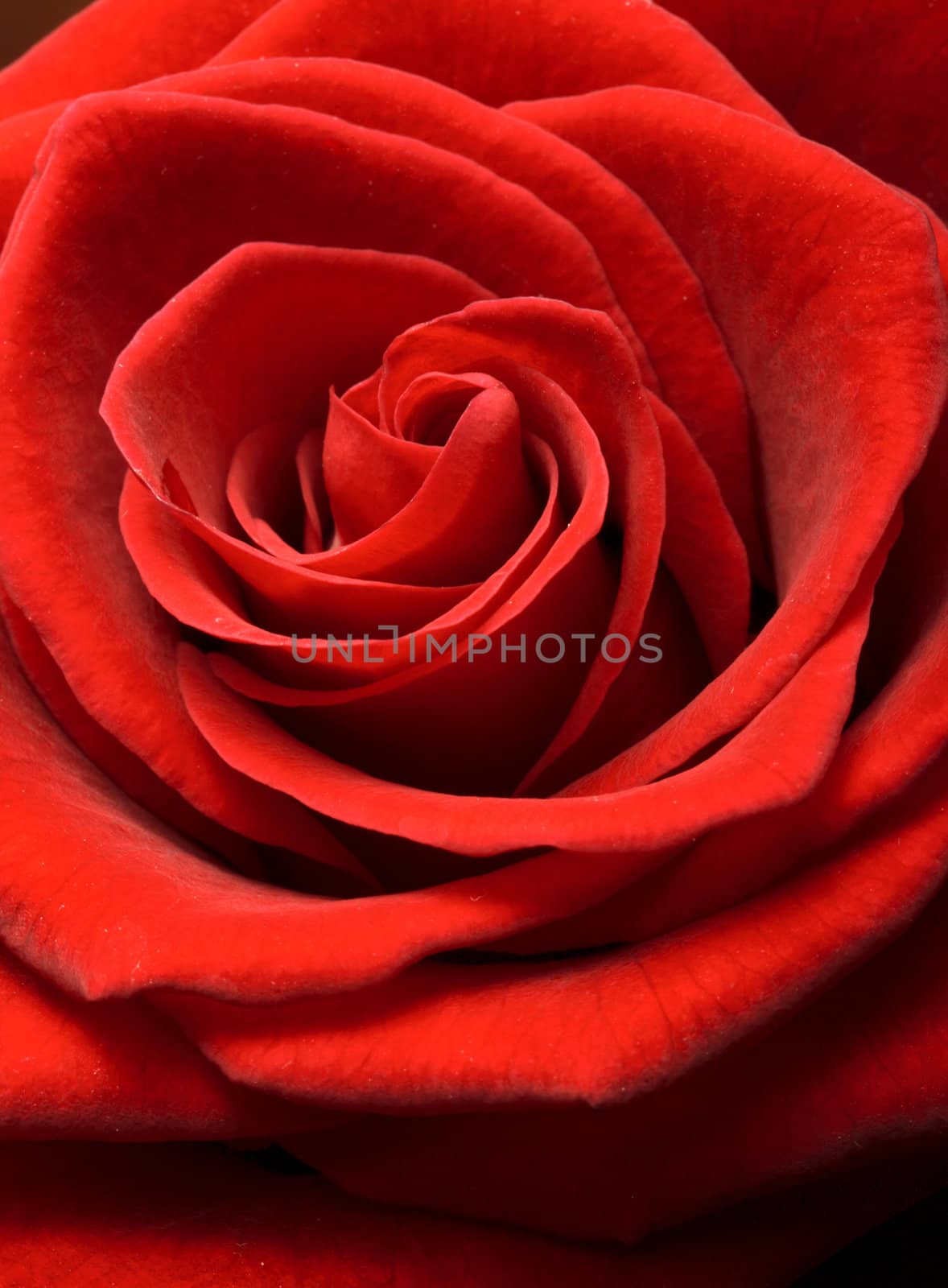 Red rose close up shot