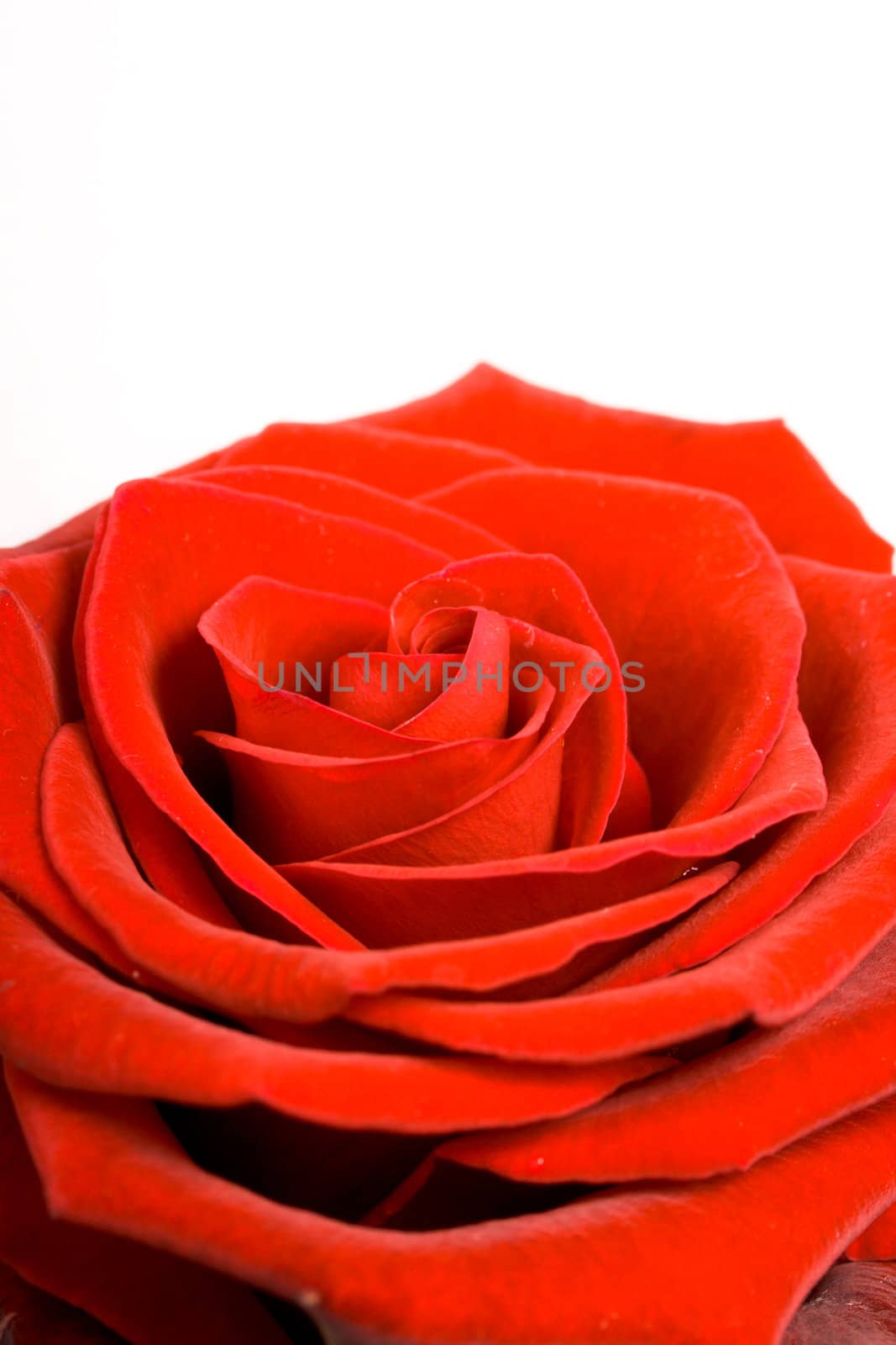 Red rose close up on white background