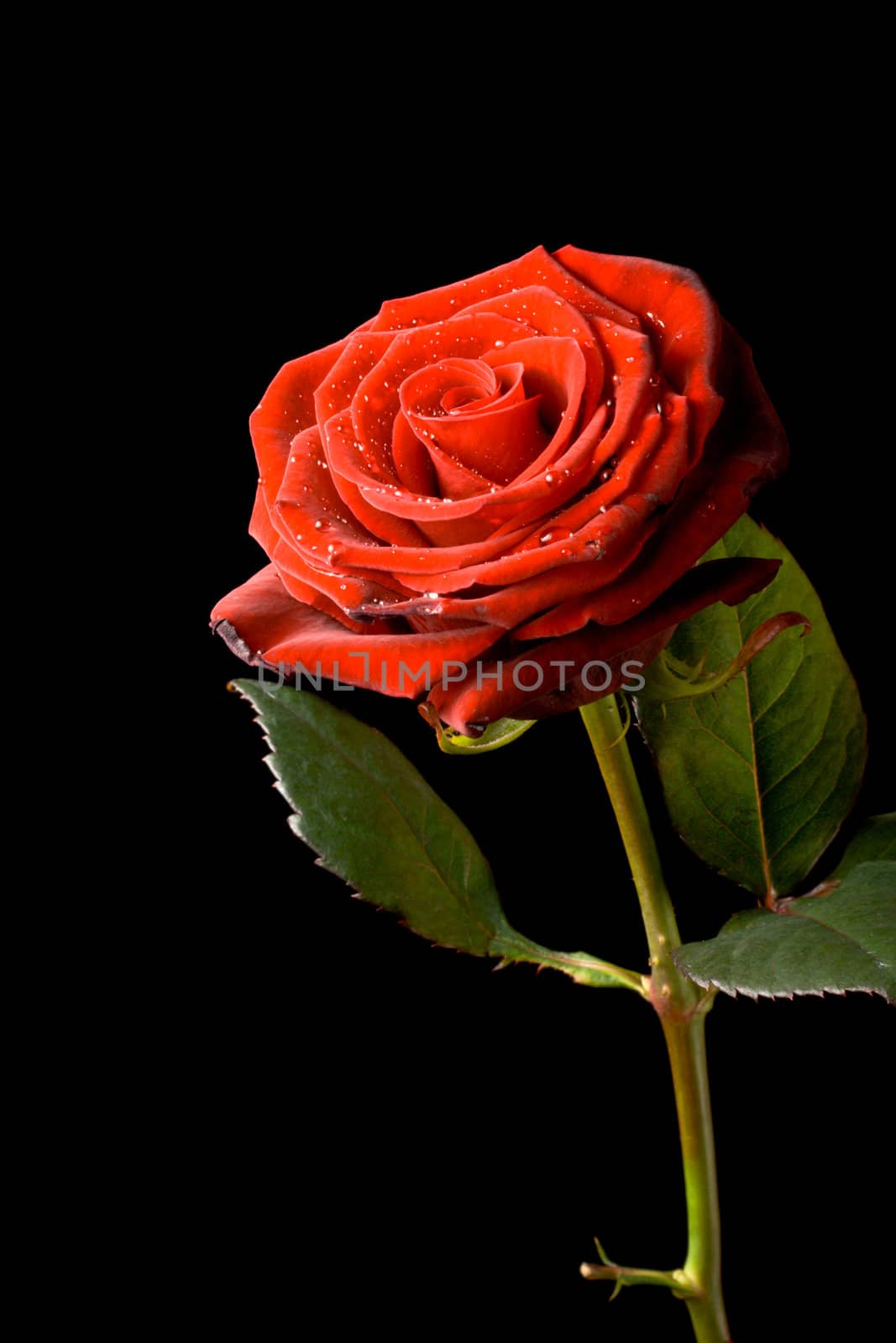 Red rose with water drops isolated on black background