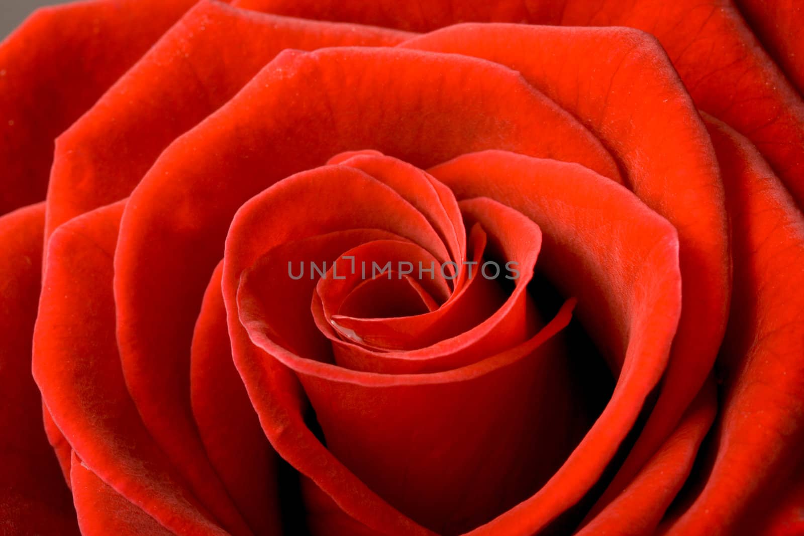 Rose petals macro shot