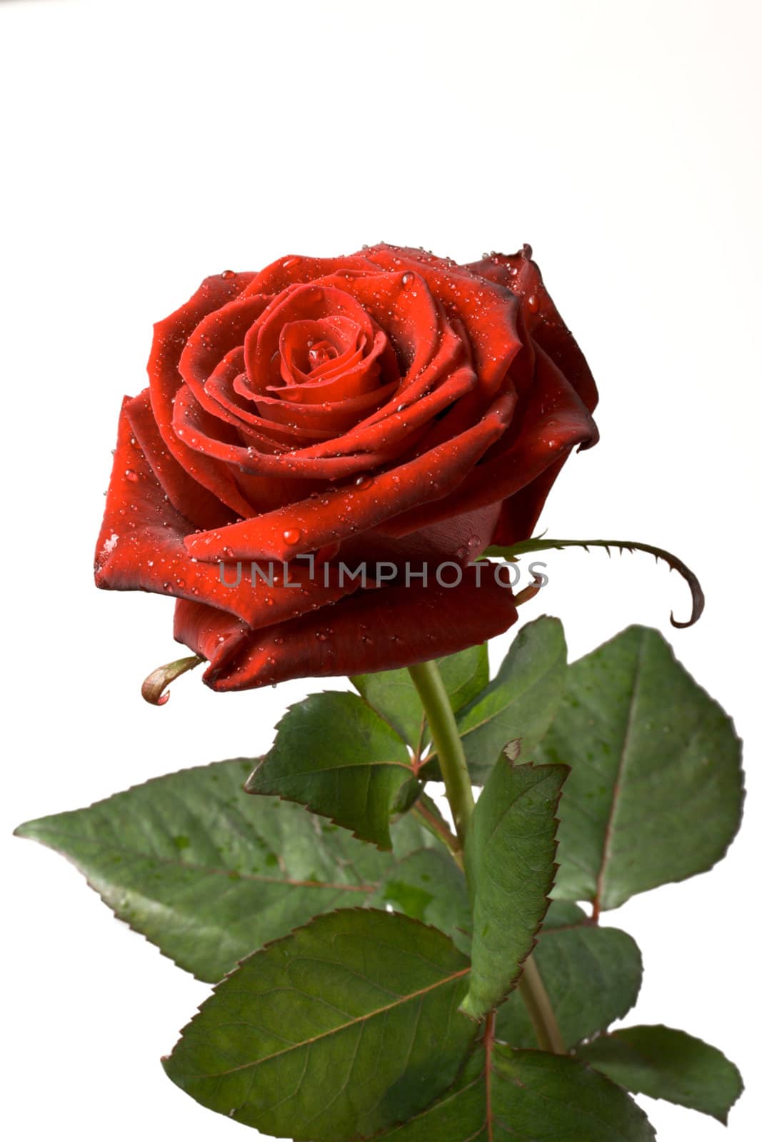 Red rose isolated on white  by dimol