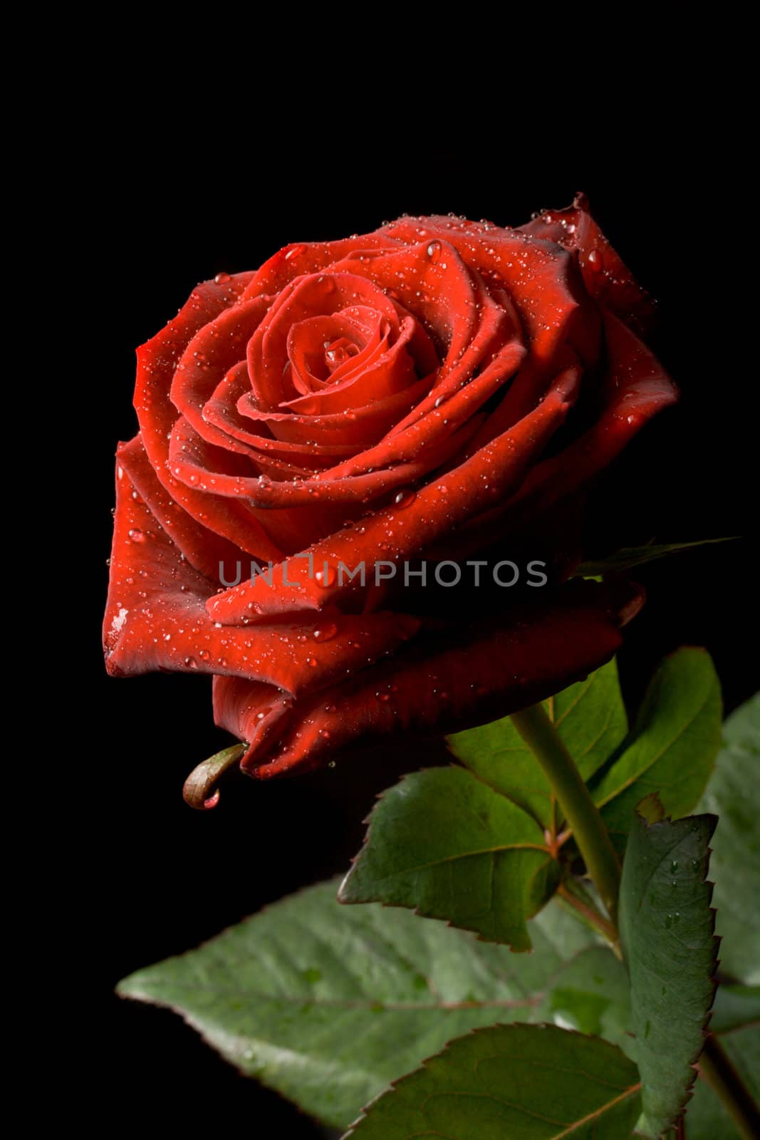 Red rose with drops of water on black background close up