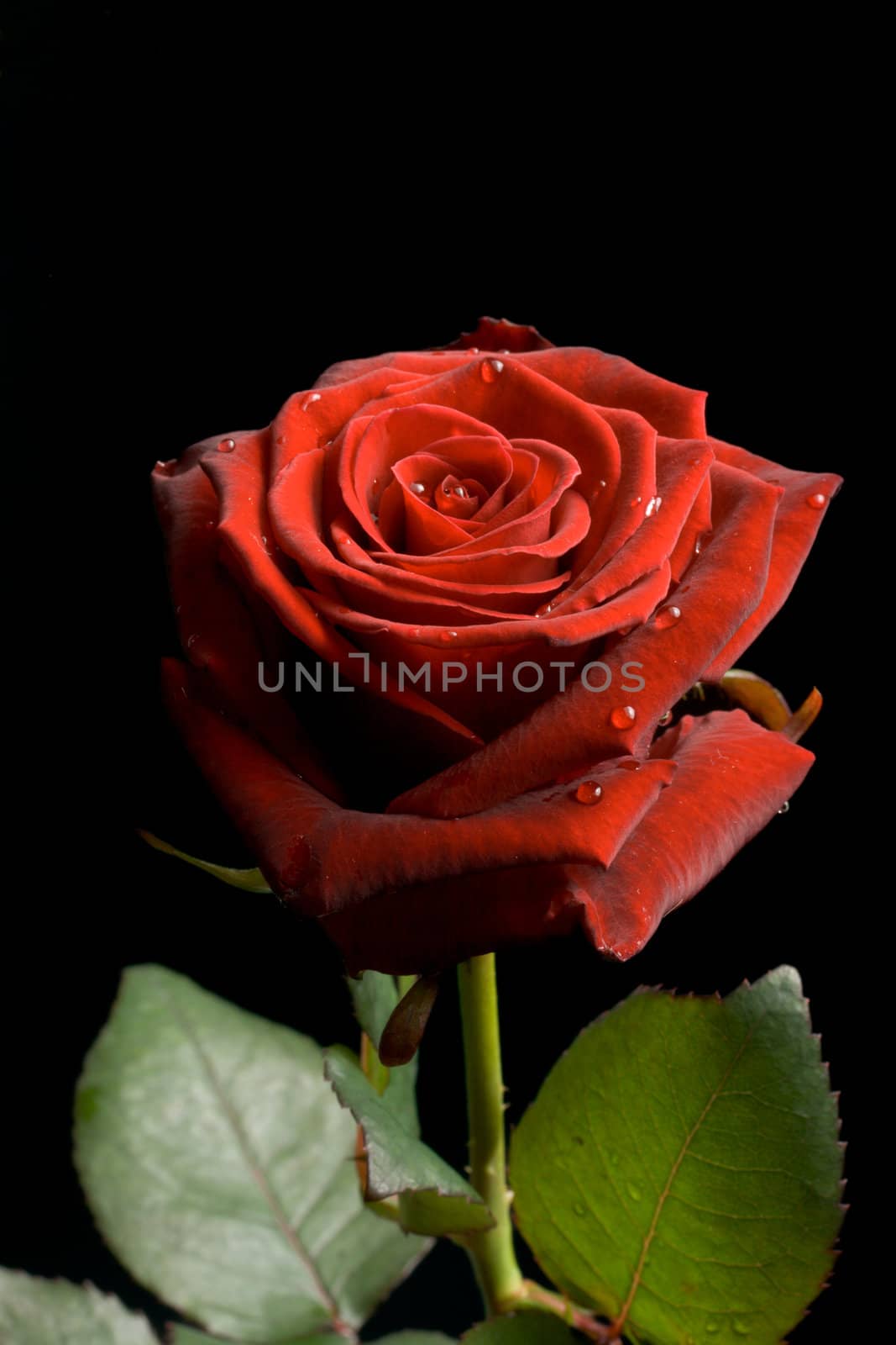 Red rose with drops of water on black background by dimol