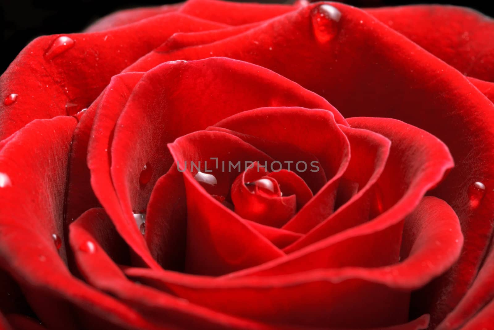 Red rose close up shot