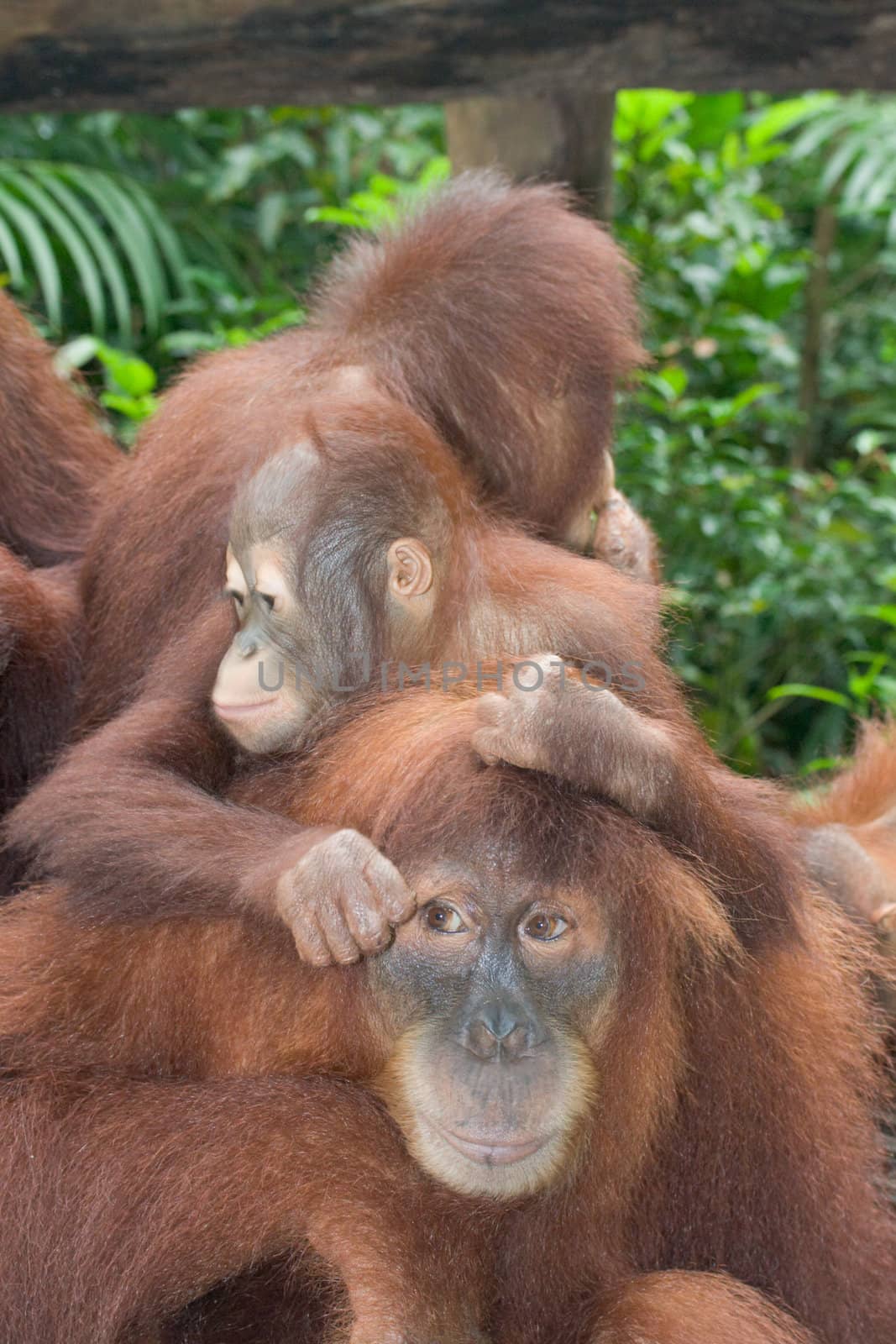 Orangutan family by dimol