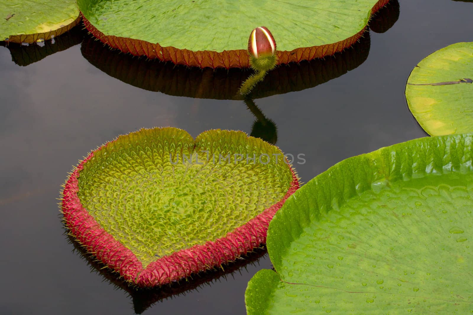 Amazon lily floating on water by dimol