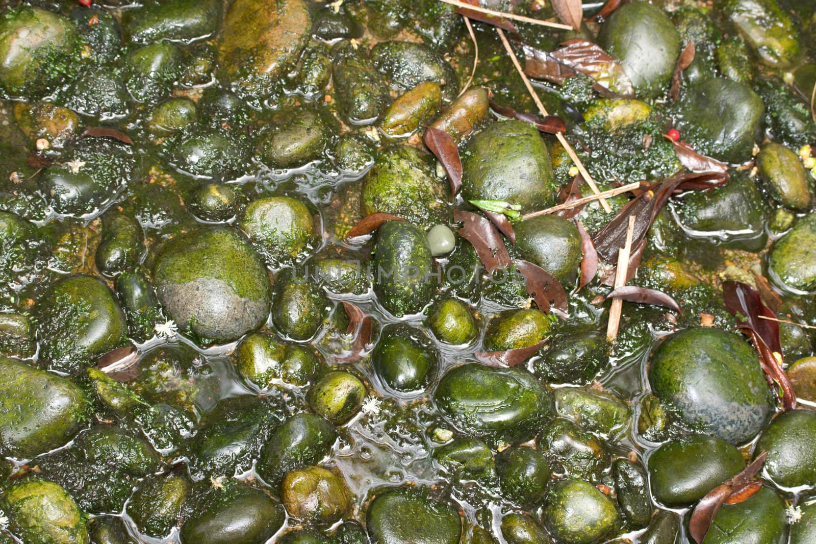 Wet stones in mountain stream