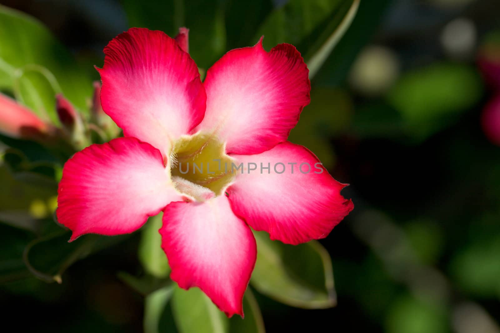 Red tropical flower close up