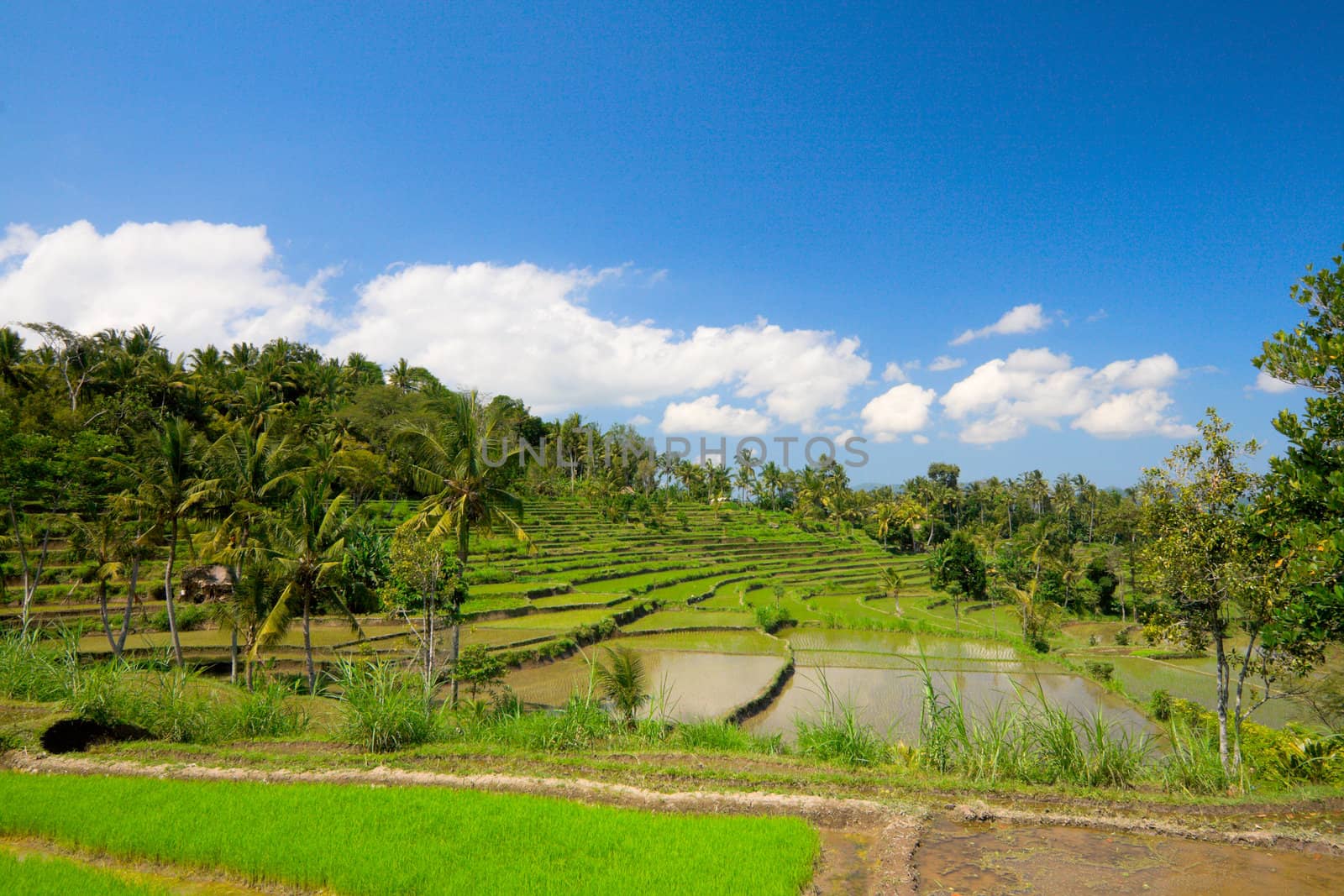 Green rice terraces on Bali island