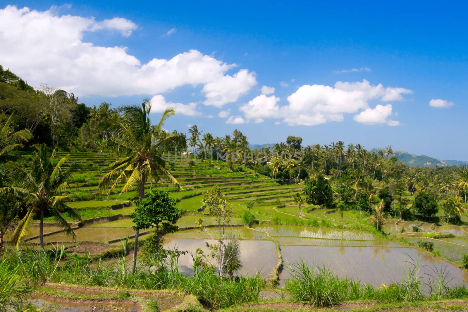 Green rice terraces on Bali island