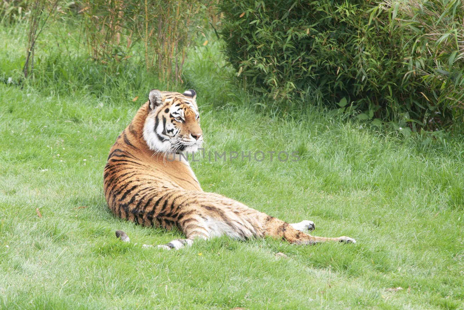 Amur or Siberian Tiger lying on green grass.