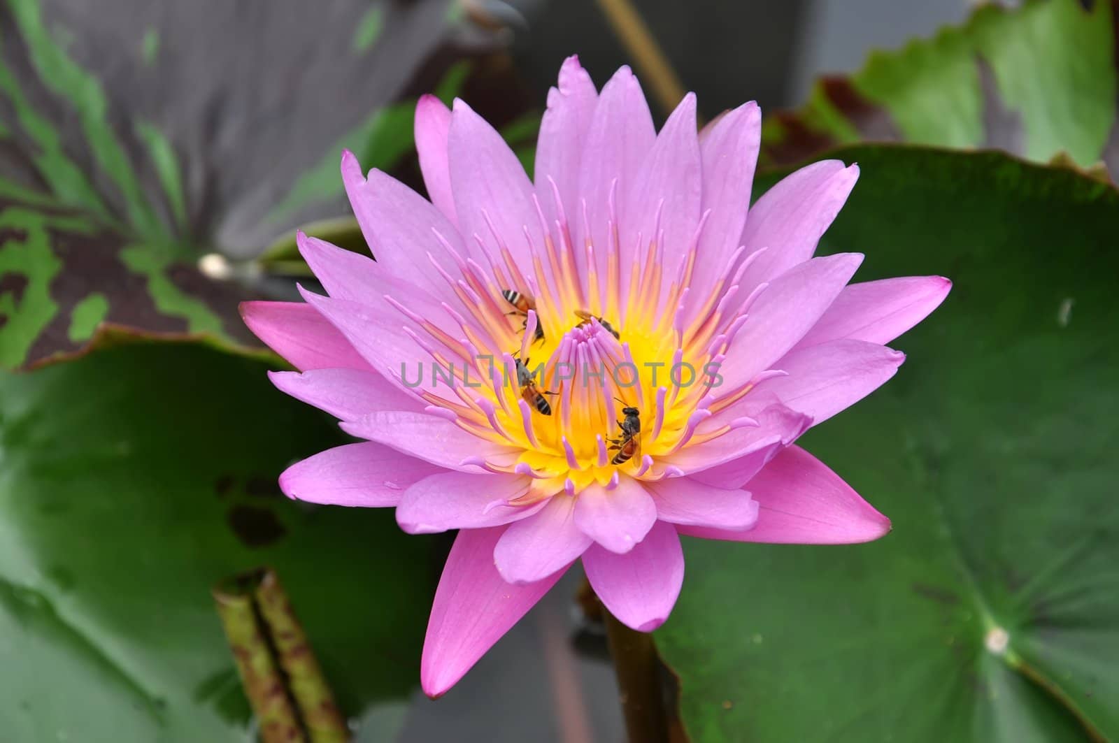Lotus with bee in the garden