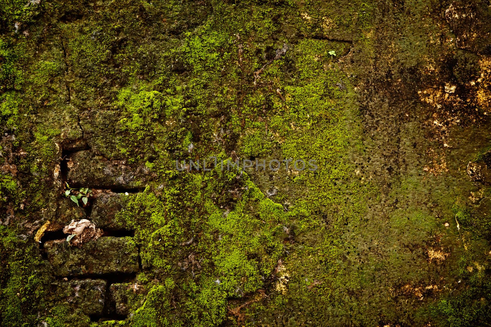 Stone wall covered with moss texture