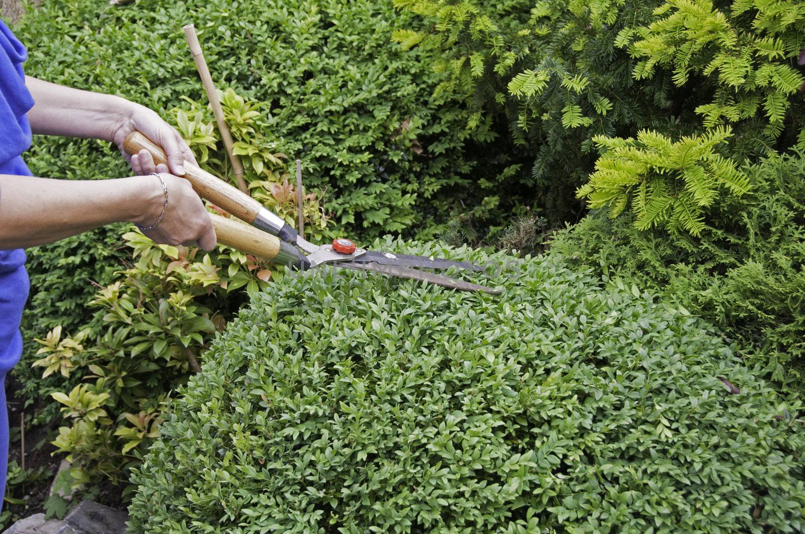 woman prune the buxus in the garden