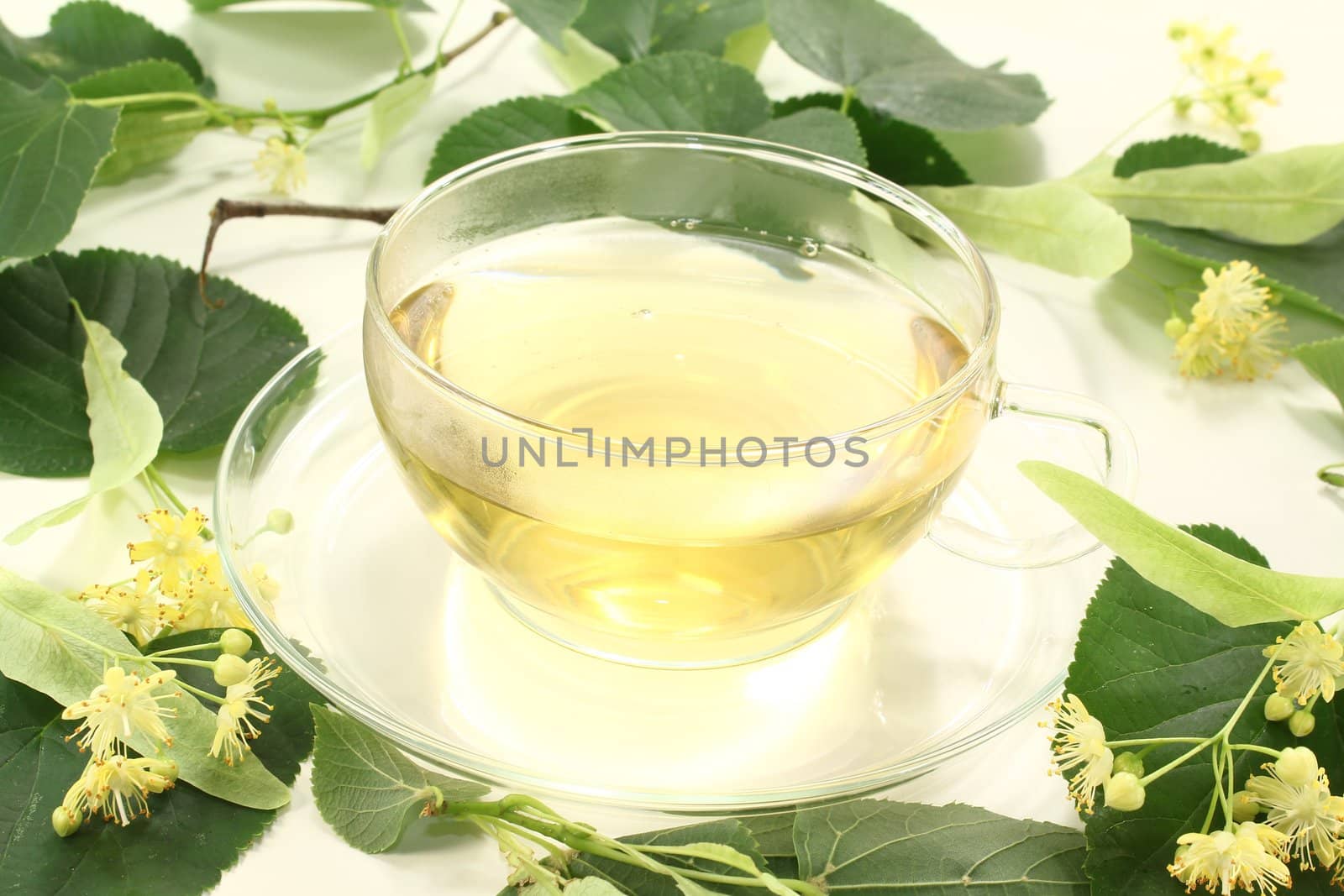 fresh linden blossom tea with linden flowers and leaves