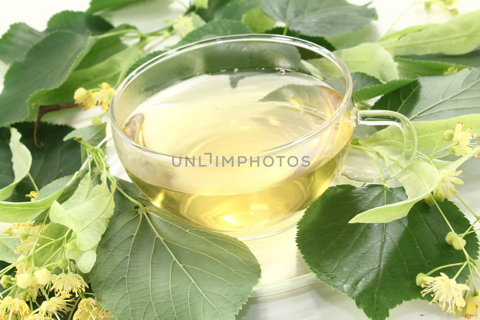 hot linden blossom tea with linden flowers and leaves