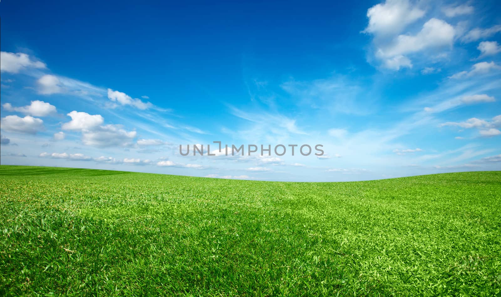 Field of green fresh grass under blue sky by dimol