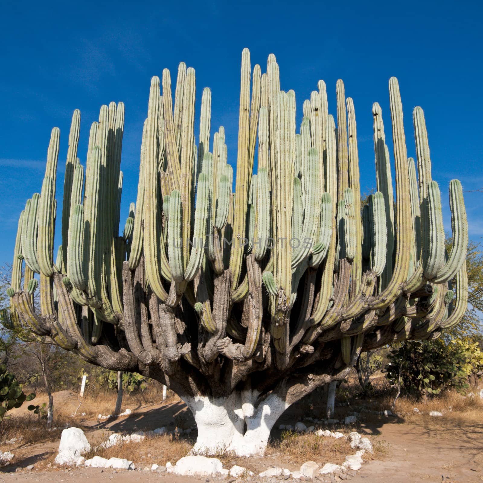Giant cactus in Mexico by dimol