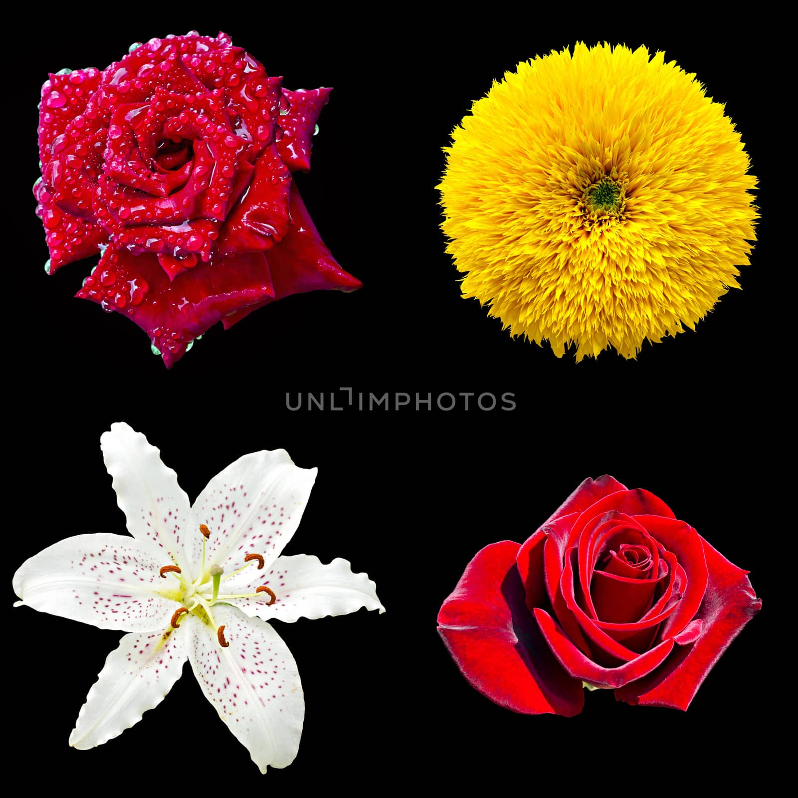 set of four flowers isolated on black background