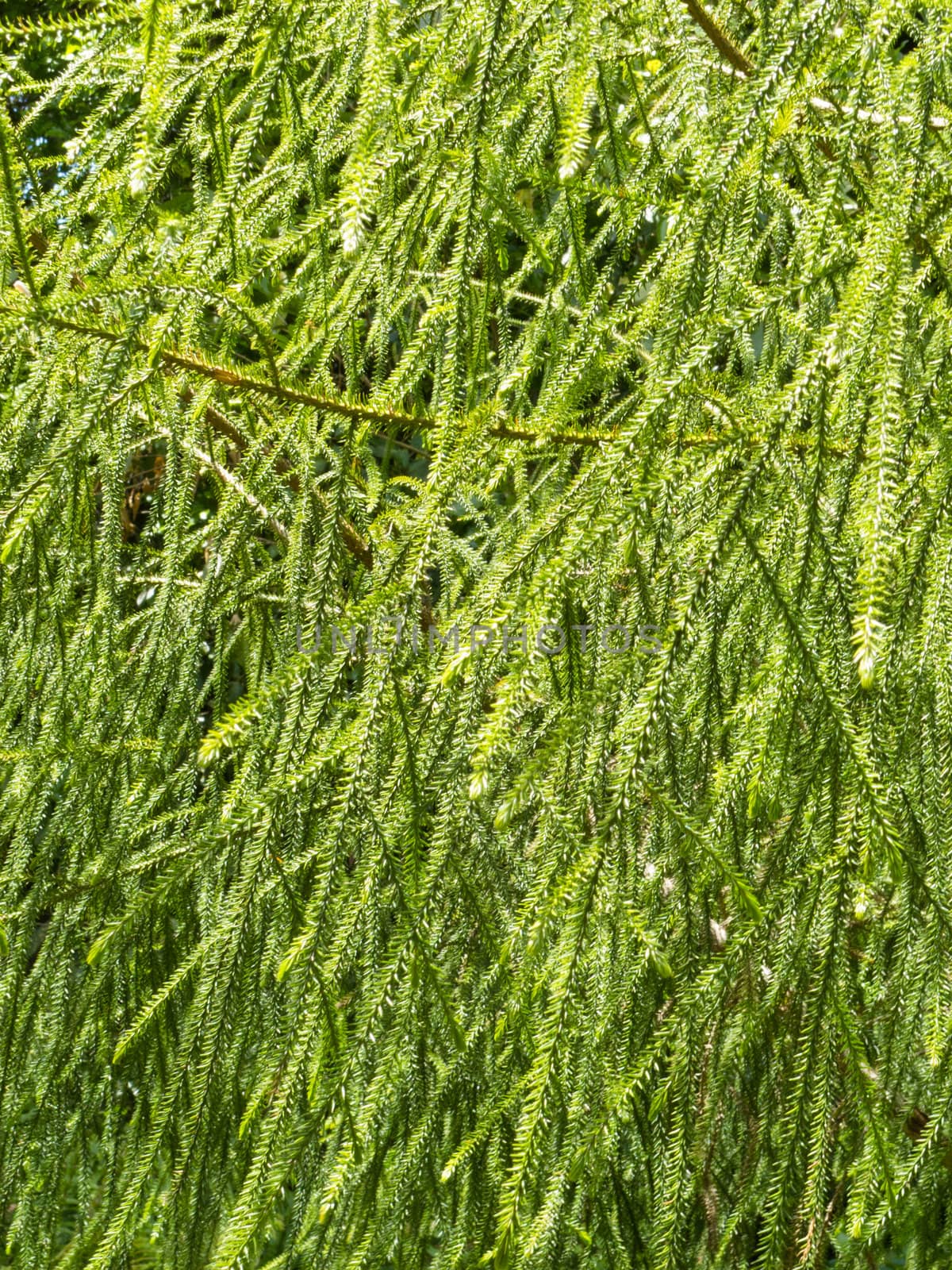 Delicate evergreen leaves of coniferus New Zealand Rimu tree, Dacrydium cupressinum, or Red Pine, background texture pattern