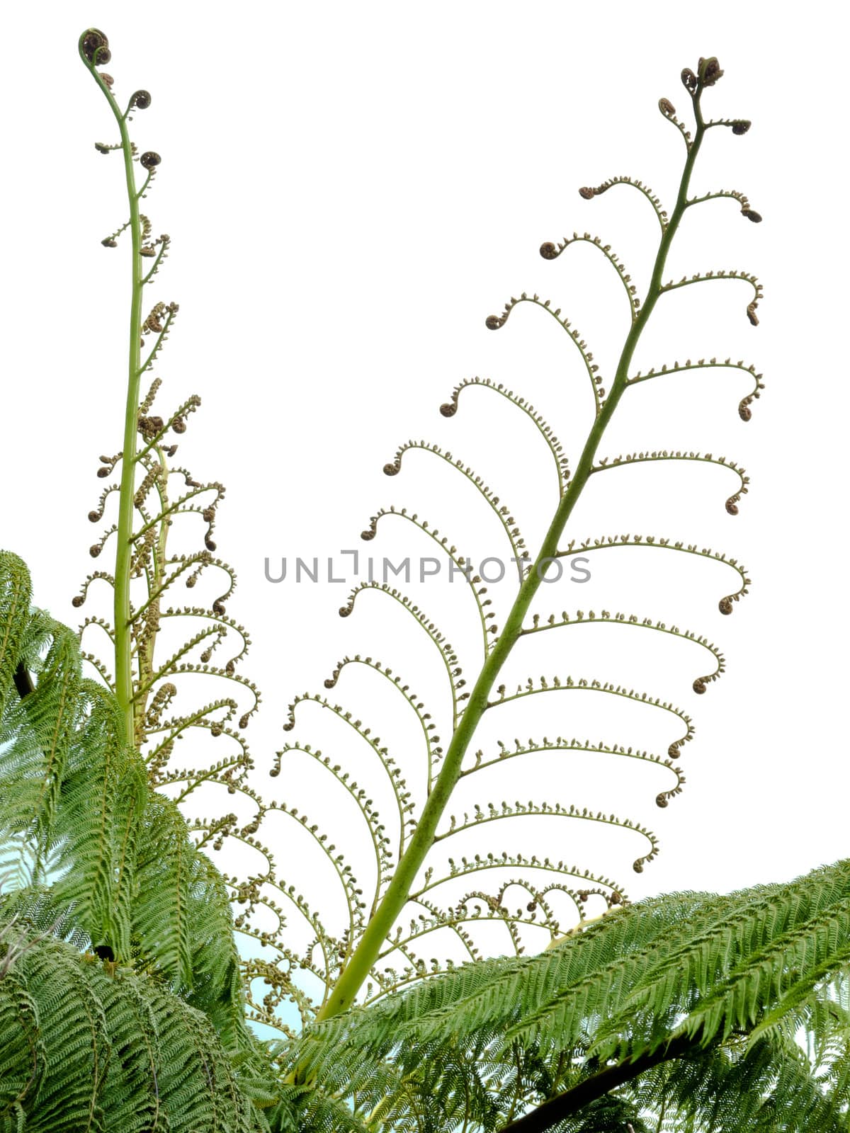 Young spring fronds of silver tree fern or ponga, Cyathea dealbata, unfurling to show the wonderful delicate yet intricate patterns of nature isolated on white