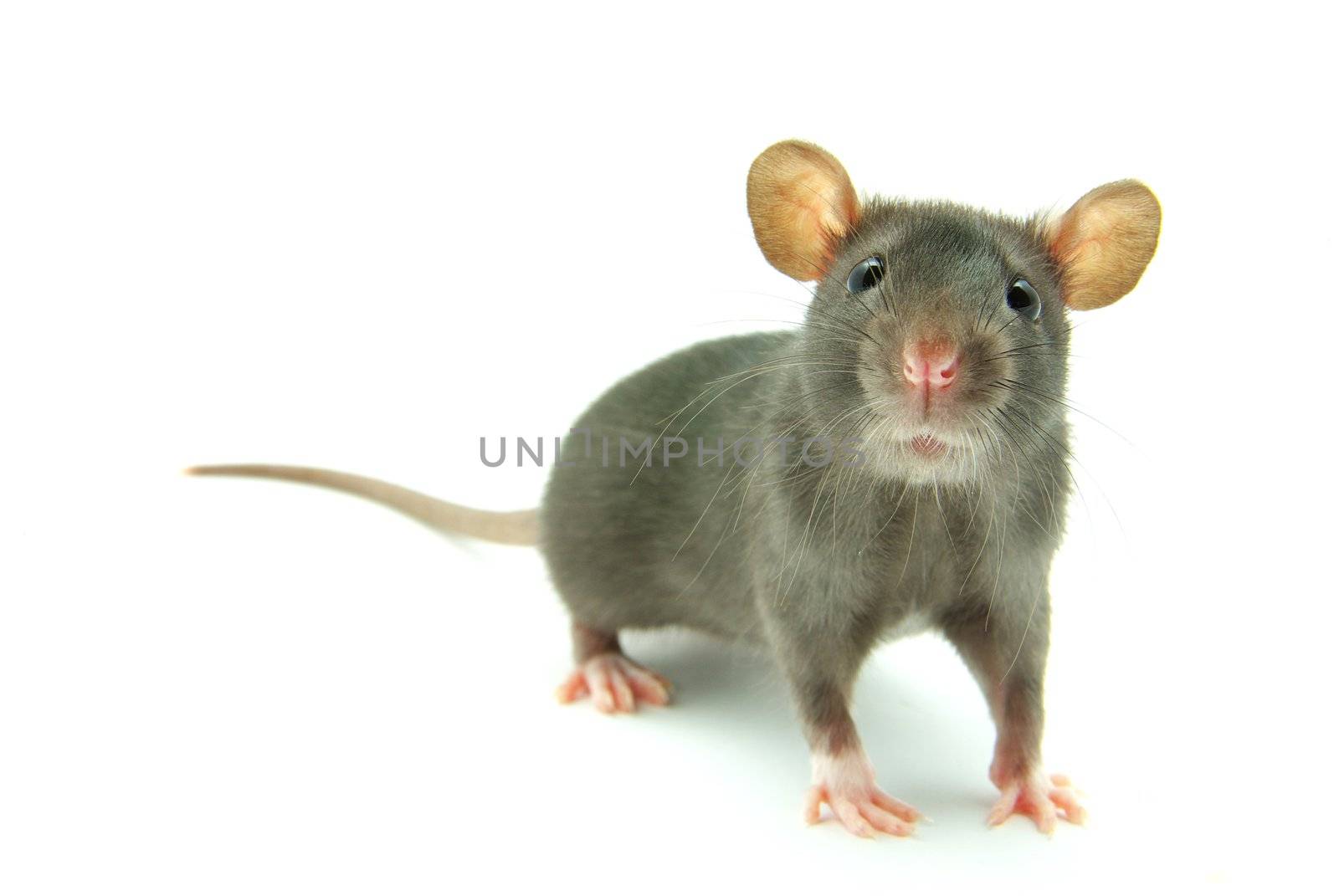 funny rat  isolated on white background