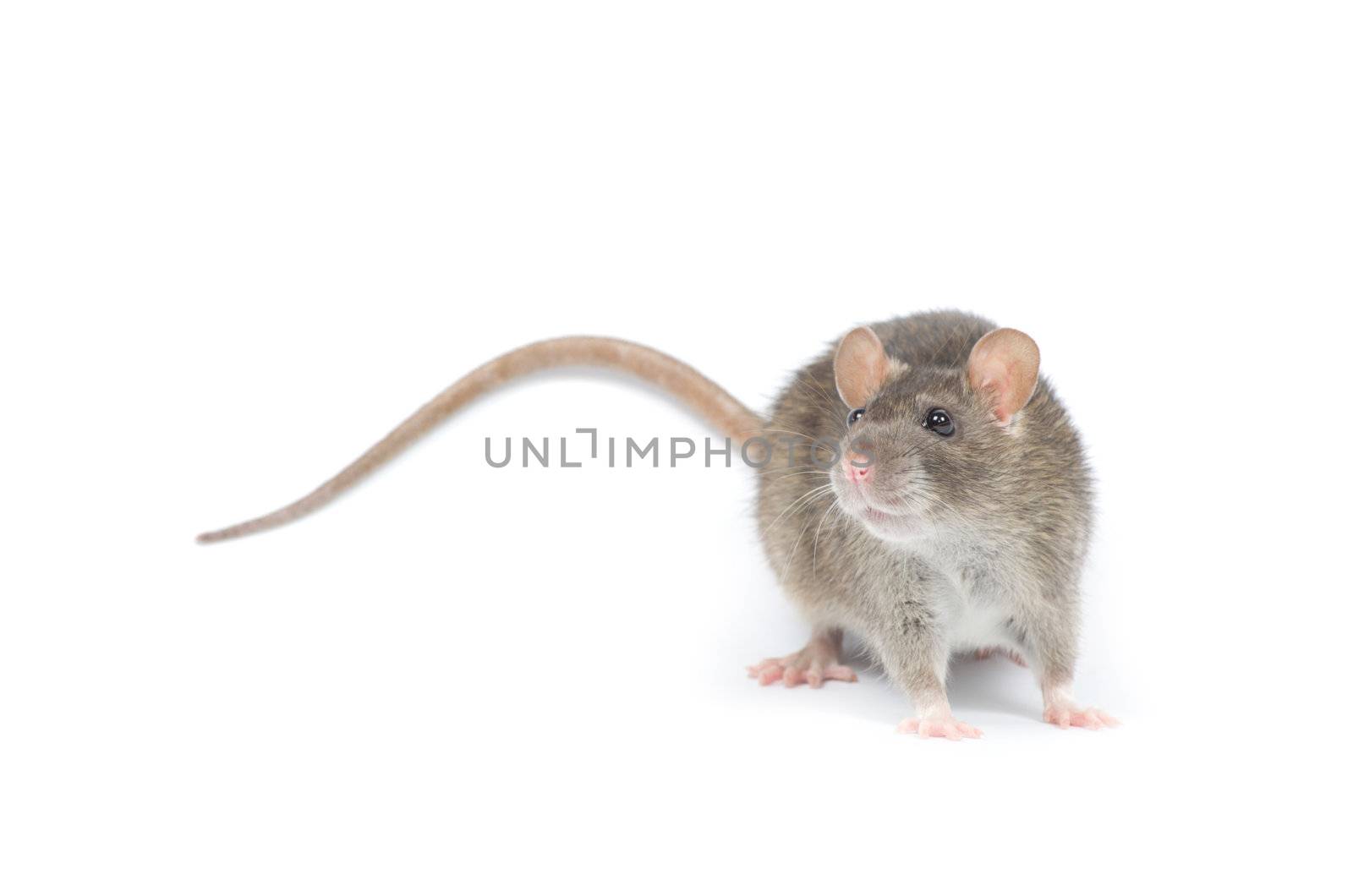 rat isolated on white background