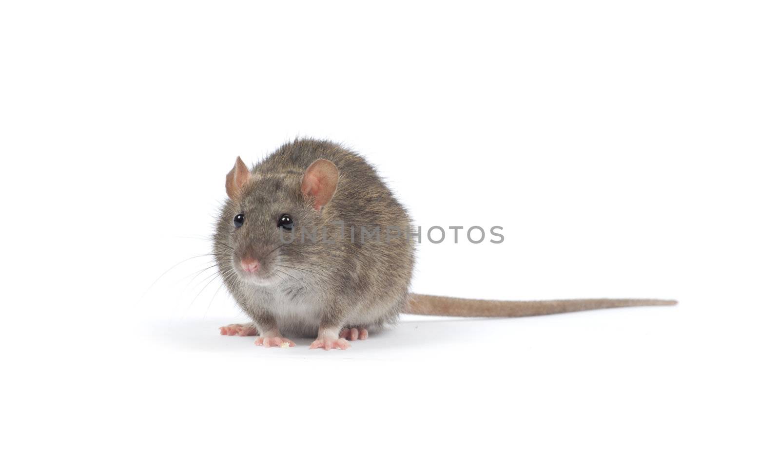 rat isolated on white background