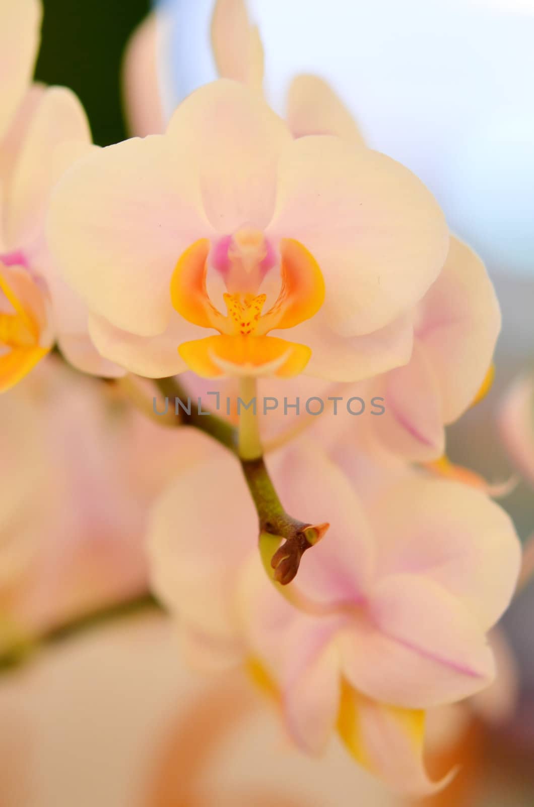 Close up of beautiful orchids blooms .