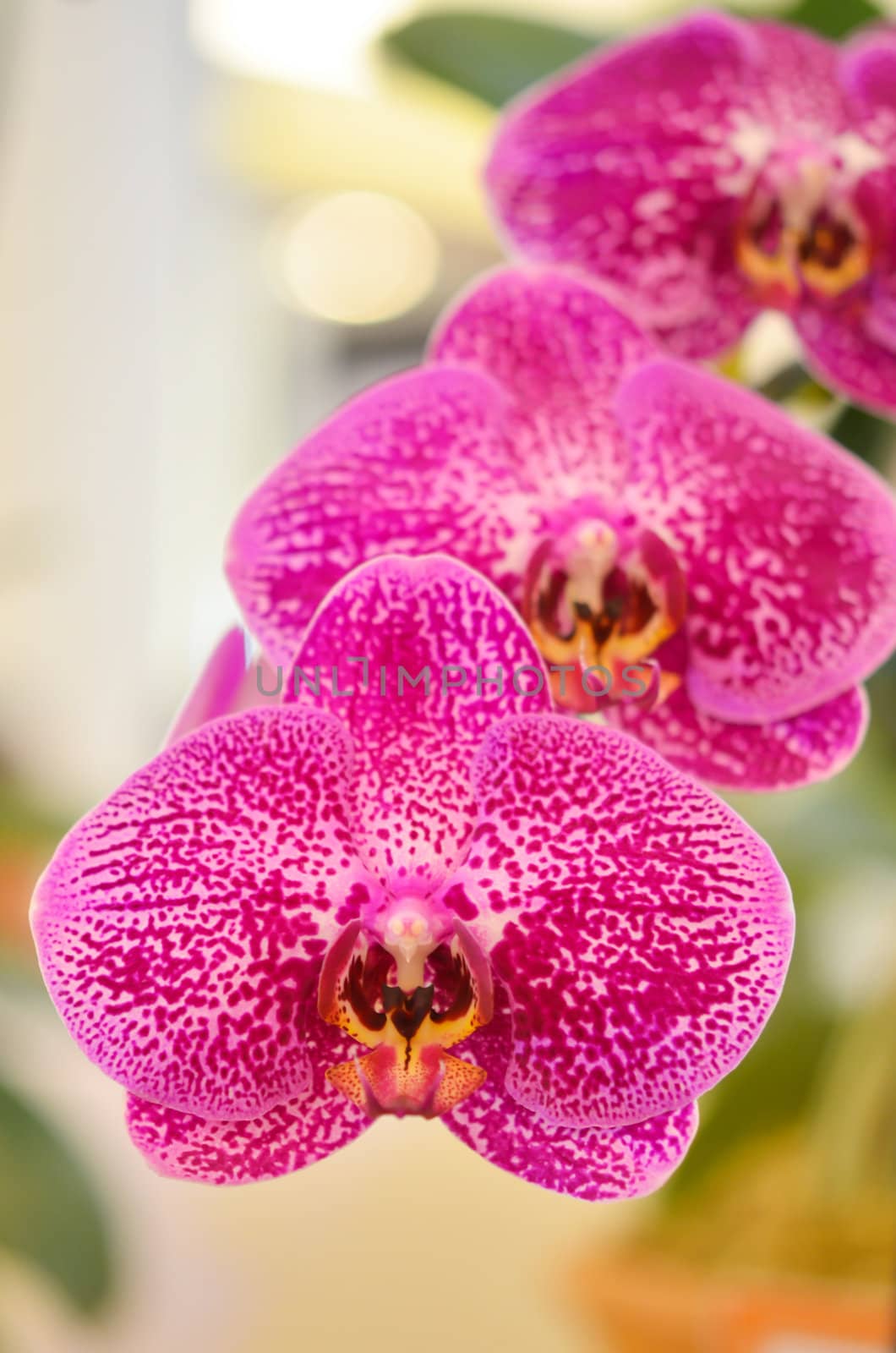 Close up of beautiful purple orchids blooms .