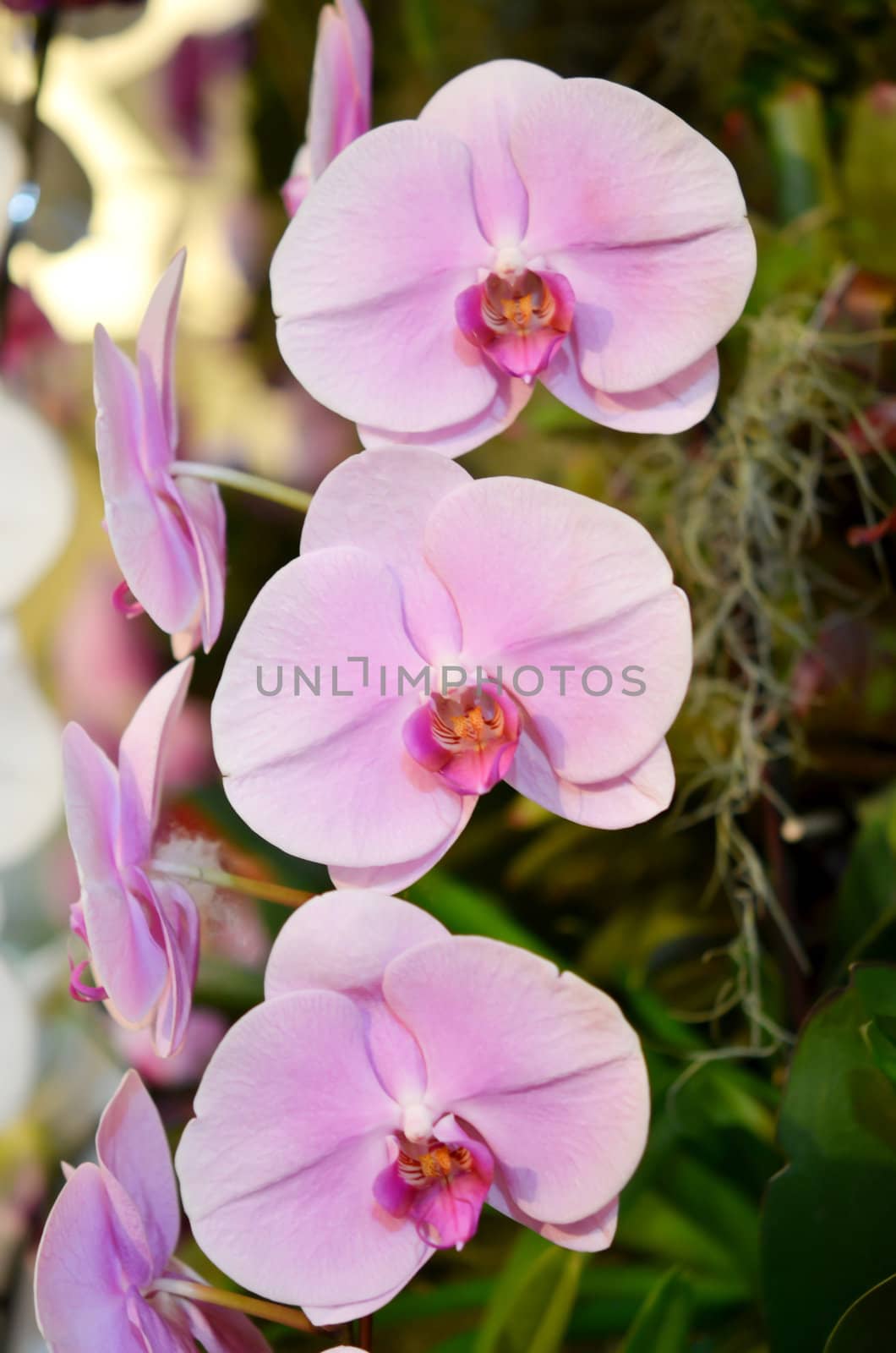 Close up of beautiful purple orchids blooms .