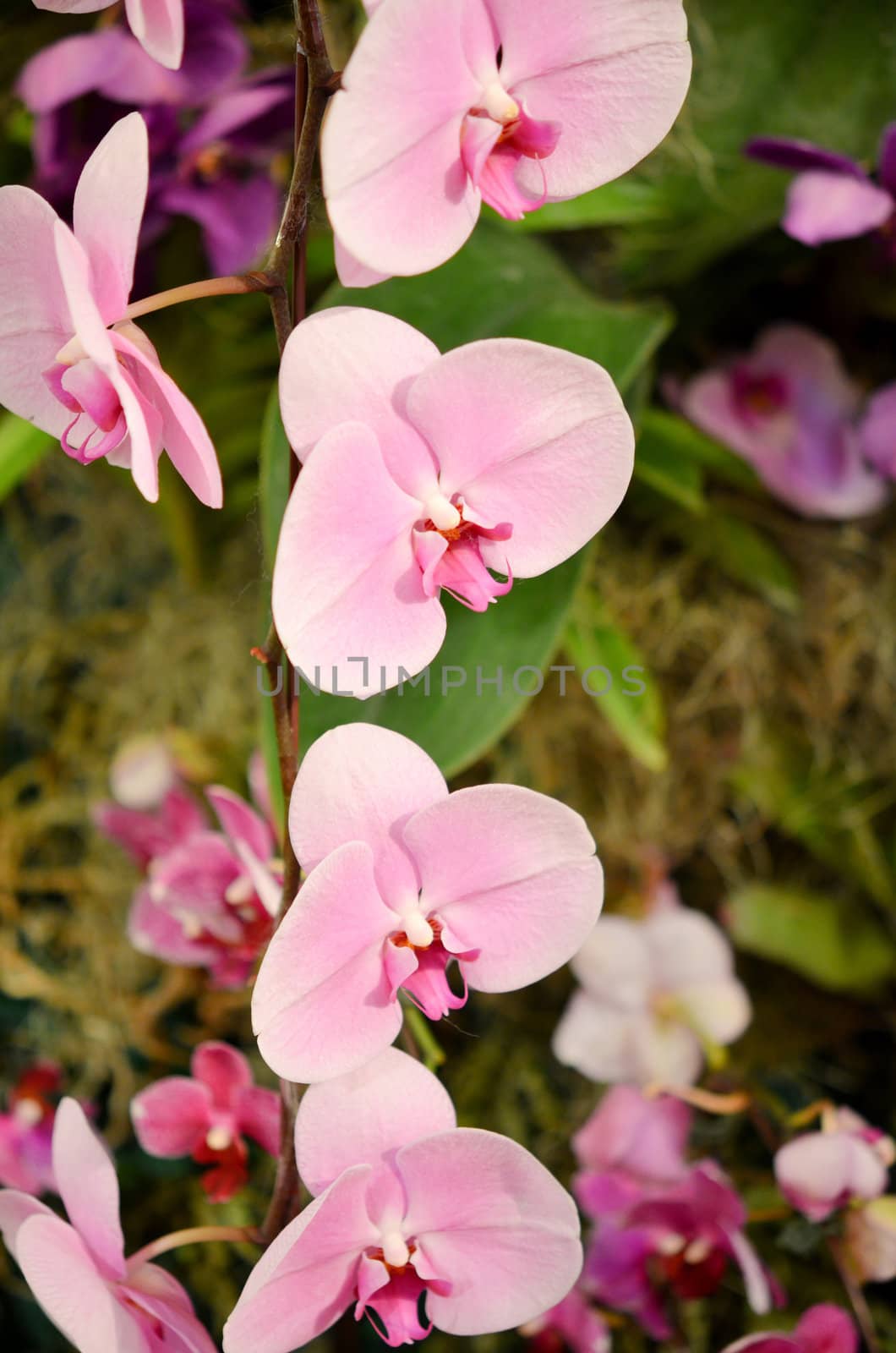 beautiful pink orchids blooms  in the garden