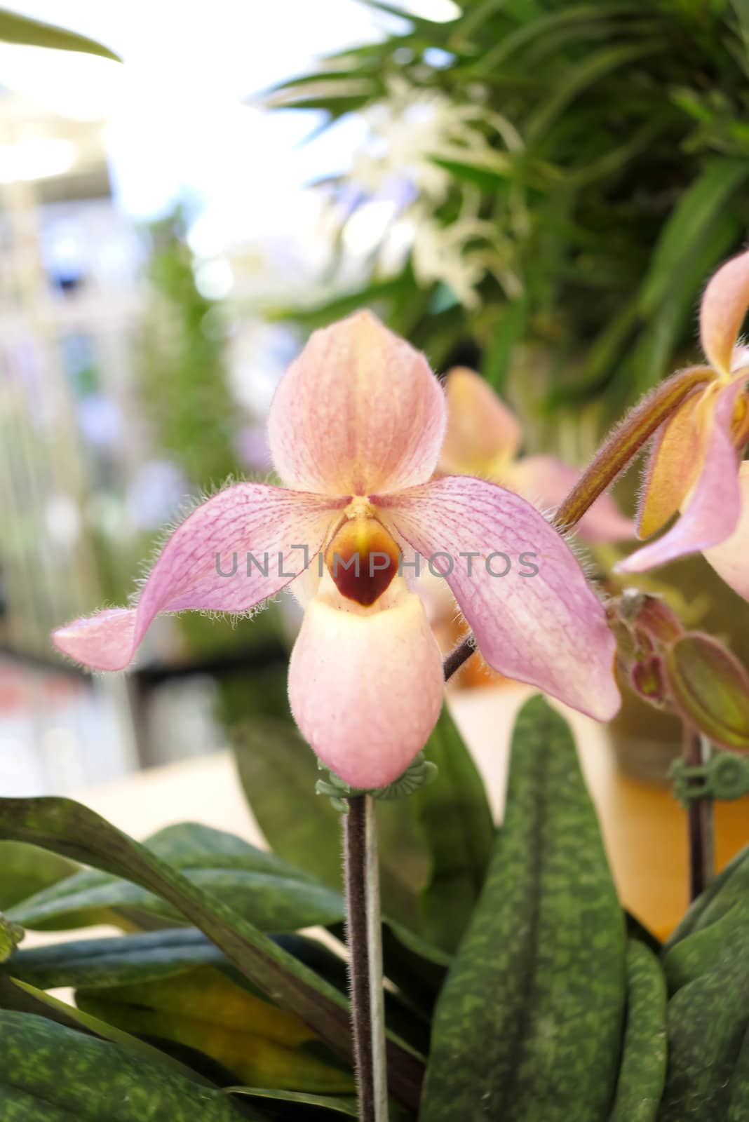 Close up of beautiful orchids blooms in garden