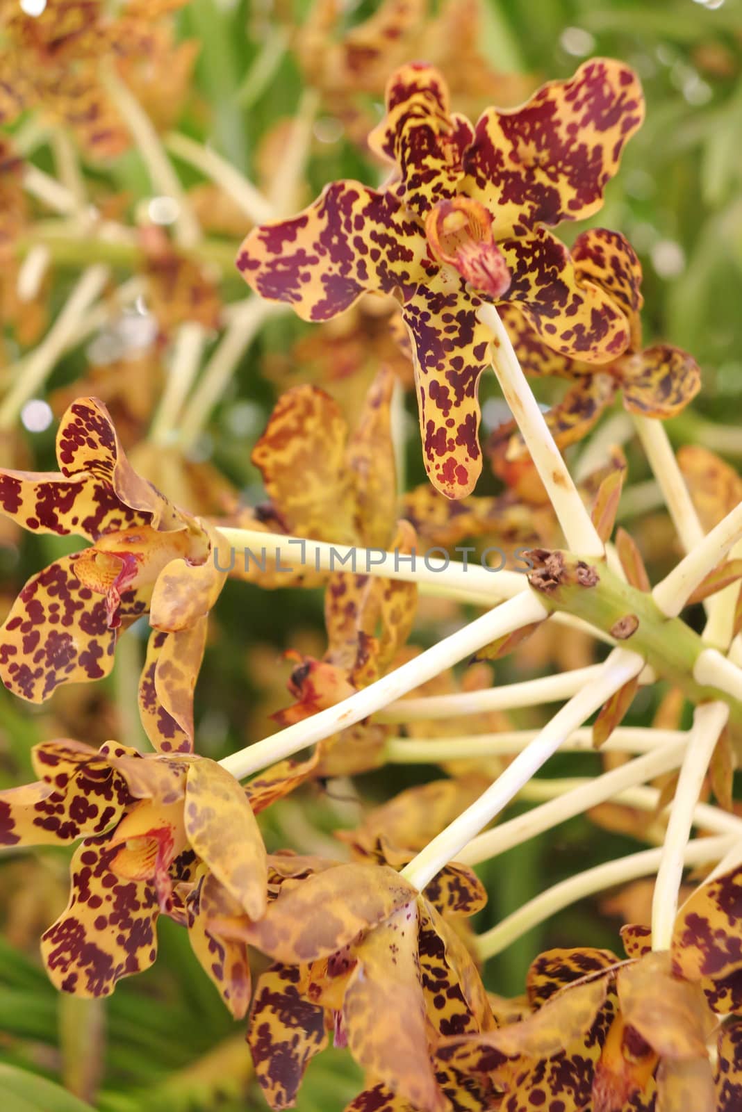 Close up of beautiful orchids blooms in garden