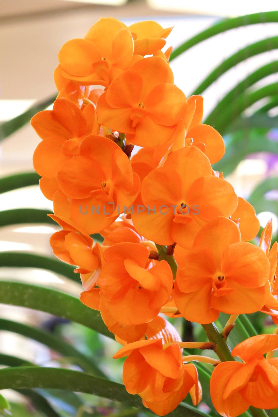 beautiful orange orchids blooms  in the garden