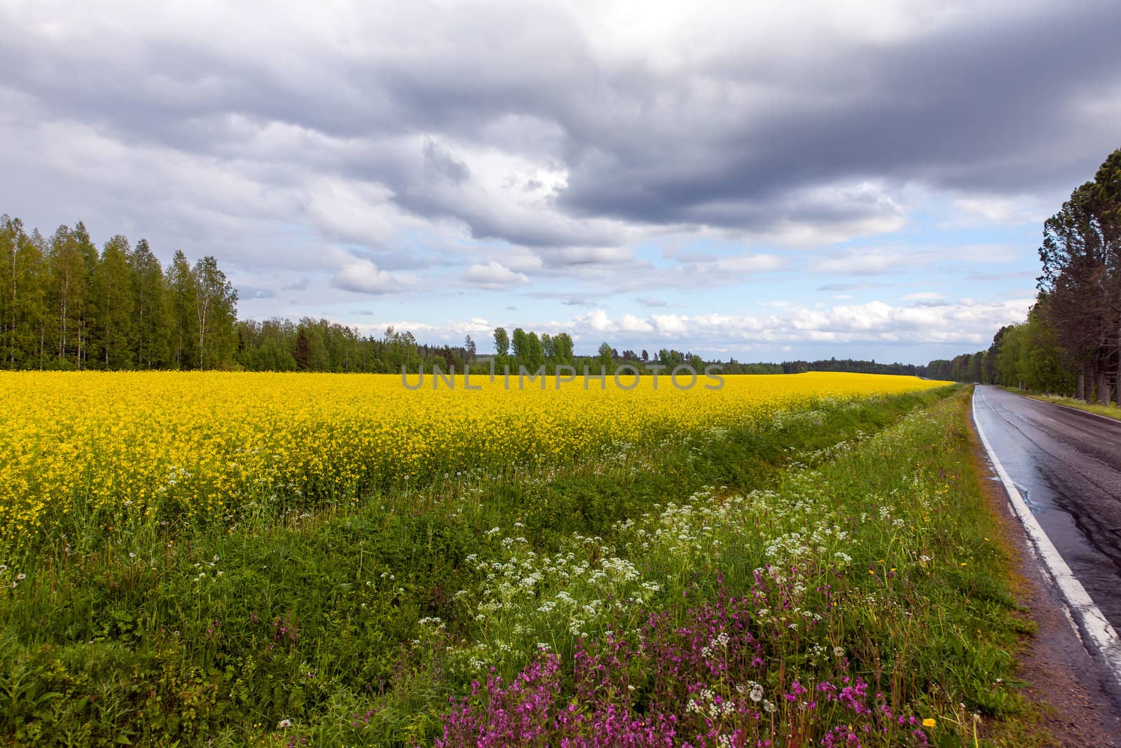 View of a Field of Bright Yellow rapeseed in front of a forest