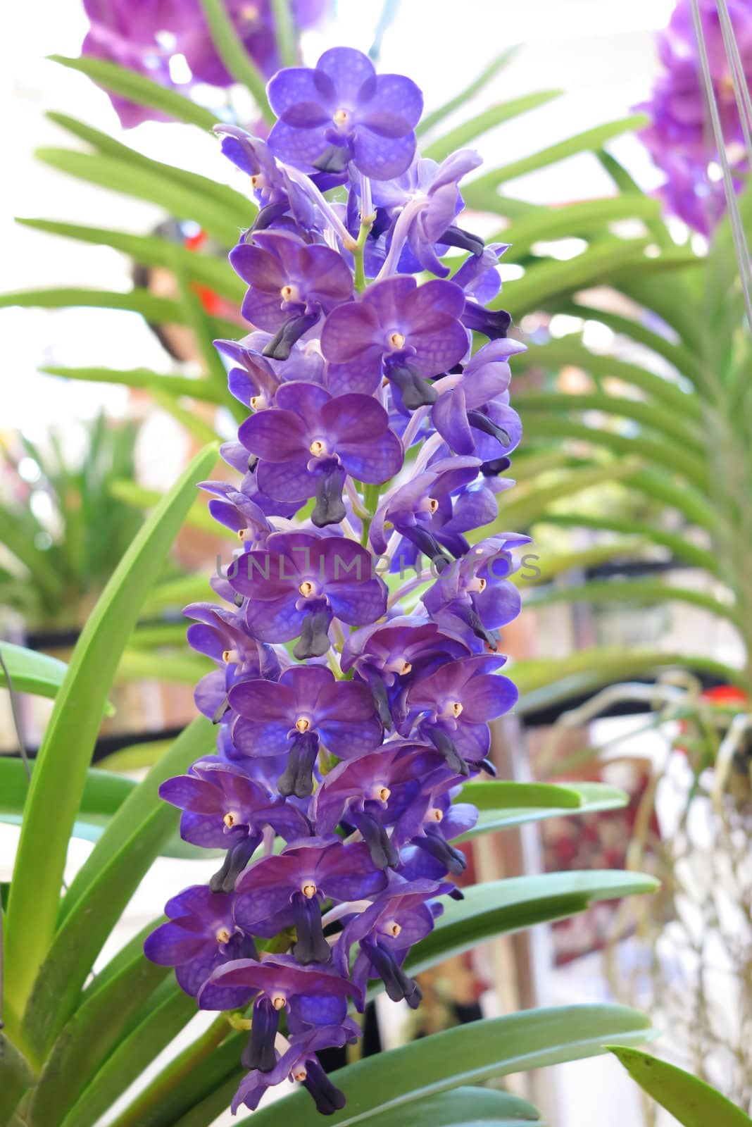 picture of beautiful purple orchids blooms in garden