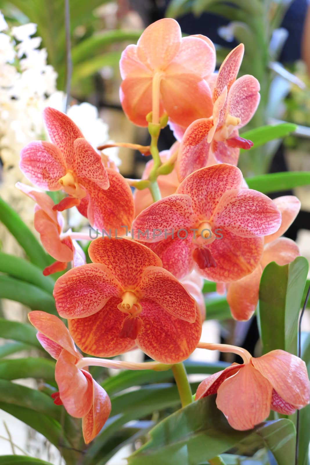 Close up of beautiful orchids blooms in garden